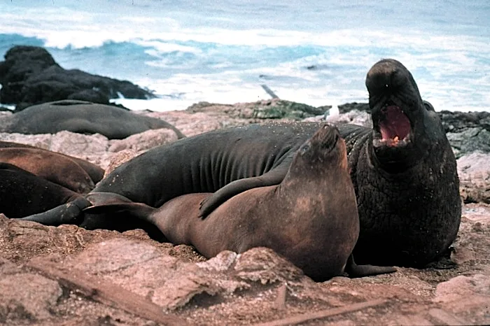 Elephant Island